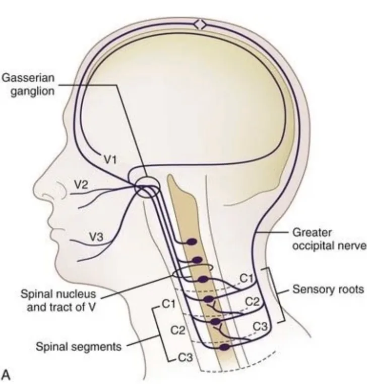 Primal chiropractic and fitness Blog's image
