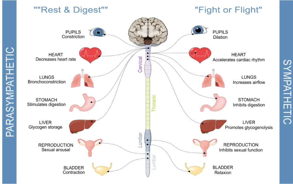 Primal chiropractic and fitness Blog's image