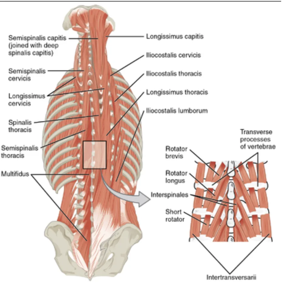Primal chiropractic and fitness Blog's image
