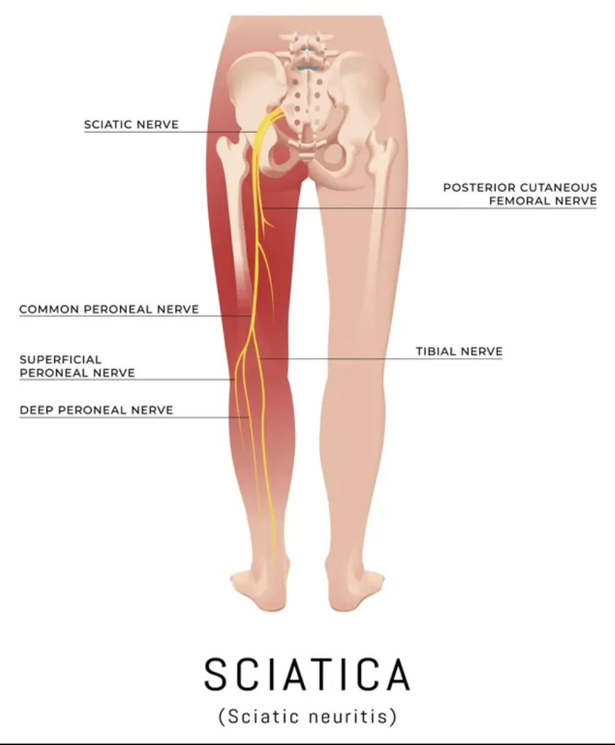 Primal chiropractic and fitness Blog's image